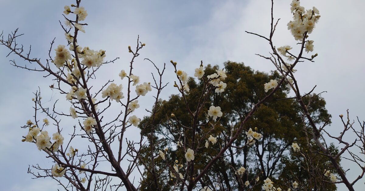 筑後・佐賀も春間近のサムネール画像