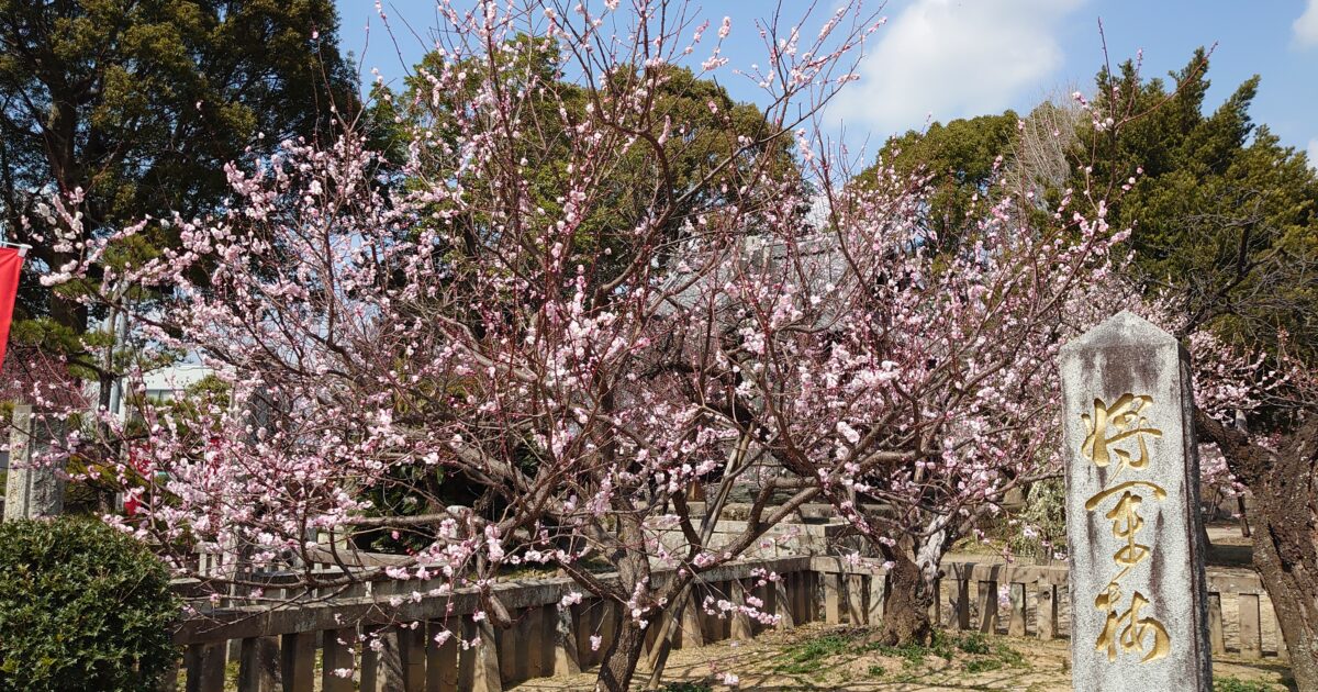 宮の陣のシンボル 将軍梅が見ごろのサムネール画像