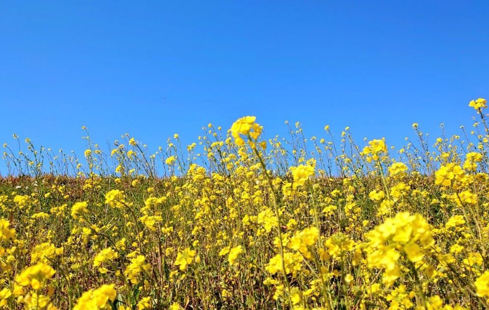 河川敷の賑わいのサムネール画像