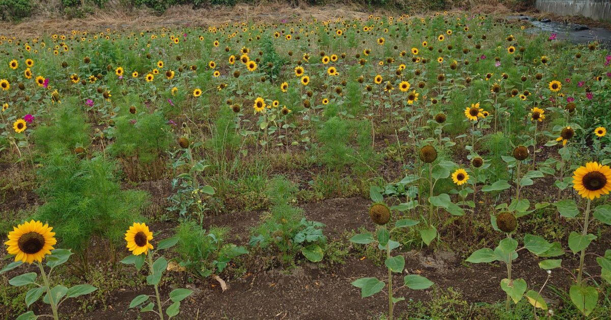 北野町 コスモスの名所にひまわりのサムネール画像