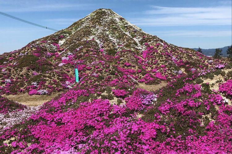 田主丸芝桜富士・内山緑地　桜スポットのサムネール画像