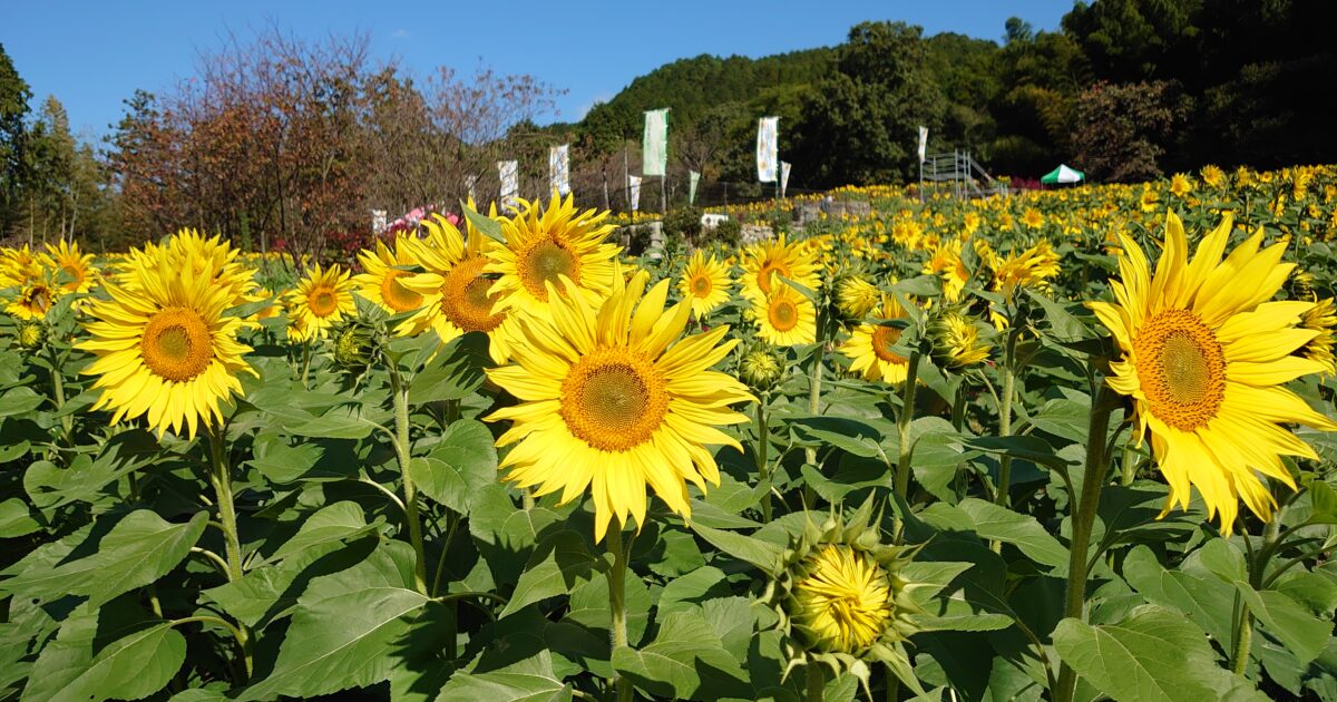 3年ぶりに秋のヒマワリのサムネール画像