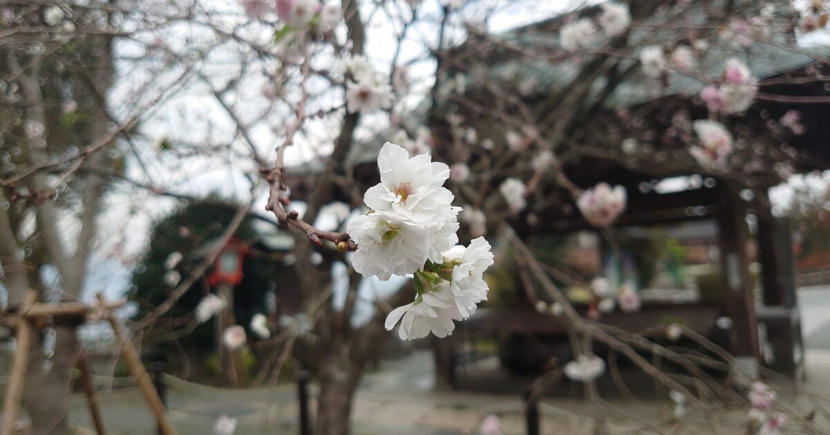 秋なのに桜？のサムネール画像